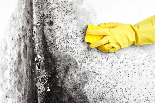 Best Post-Construction Mold Inspection  in Clksville, AR