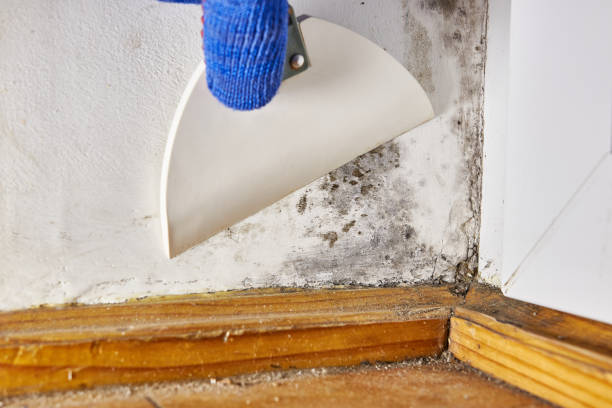 Best Dehumidification Services  in Clksville, AR